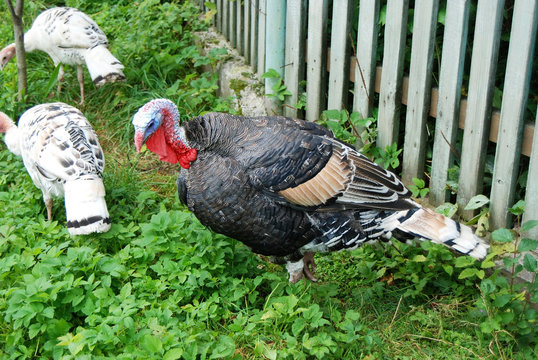 Turkey cock on yard