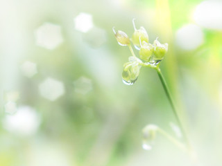 Wild flower and grass with water drop in the morning. Spring and summer natural background.