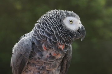 African parrot