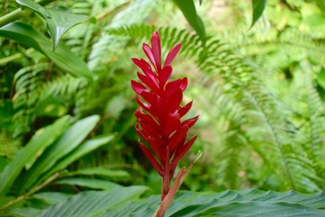Fleur tropicale des Antilles