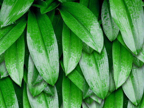 Fototapeta green leaves with water drops background
