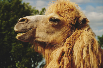 Camel on green grass, summer  