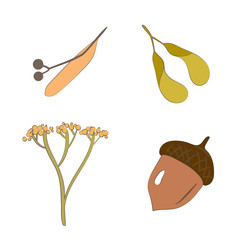 Set of forest seeds. Autumn fall season. Vector illustration in cartoon style. Botanic collection of elements isolated on a white background.