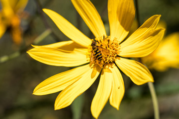 Bee on Yellow Flower