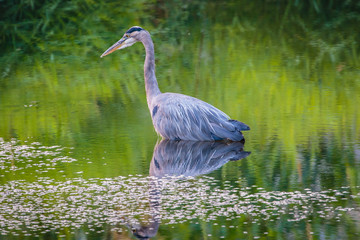 heron hunting for breakfast