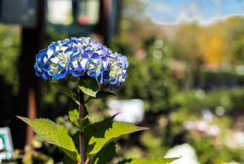 blue hydrangea