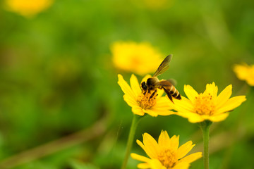 Bee pollen