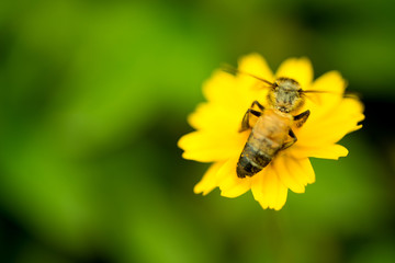 Bee pollen