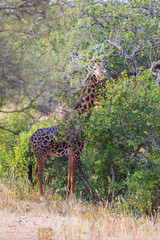 Giraffe is eating leave acacia in Tanzania