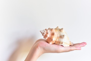 Close-Up View of Seashell Against White Background