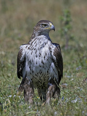Bonellis eagle (Aquila fasciata)