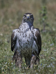 Bonellis eagle (Aquila fasciata)