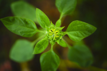 Flower bud, which will be revealed soon, close up and selective focus