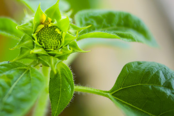Flower bud, which will be revealed soon, close up and selective focus
