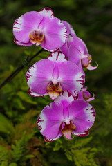 Orchid