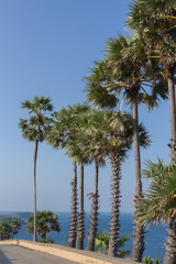 Green palm tree on blue sky background