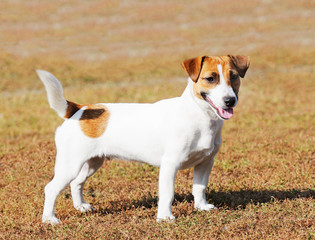 Jack Russell terrier