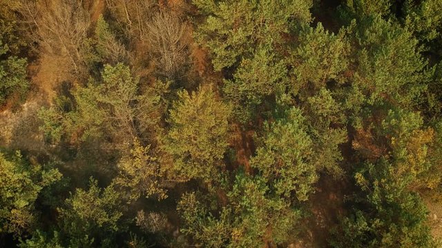 Beautiful aerial drone shot of pine forest in autumn
