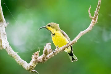 Olive-backed sunbird or Yellow-bellied sunbird
