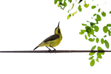 Olive-backed sunbird or Yellow-bellied sunbird
