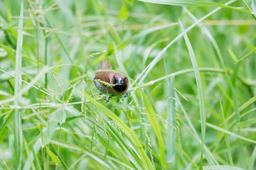Scaly-breasted Munia
