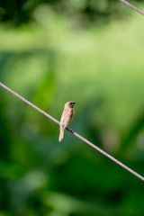 Scaly-breasted Munia