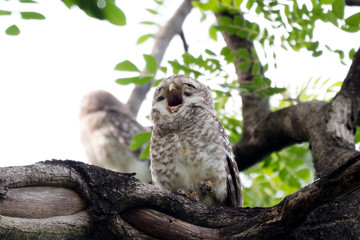 cute spotted owl