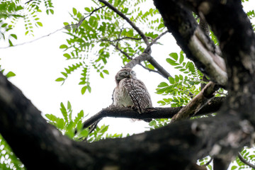 cute spotted owl