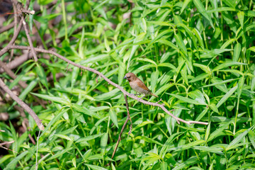 Scaly-breasted Munia