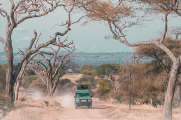 A game drive by car in Serengeti national park.
