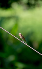 Scaly-breasted Munia
