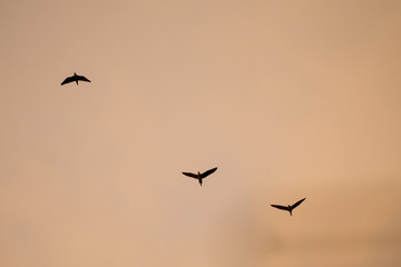 silhouette flying birds with sunset sky