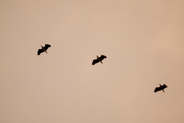 silhouette flying birds with sunset sky
