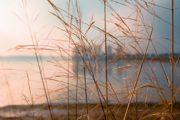 Obraz premium Through the Reeds on Rutland Water