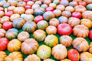 background of colorful ripe pumpkins