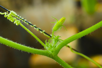 Creeper plant twist in selective focus