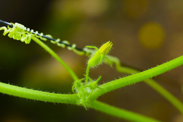 Creeper plant twist in selective focus