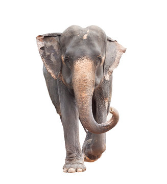 full body face of asian elephant isolated white background