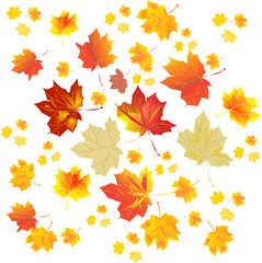 Fototapeta premium Multi-colored autumn leaves on a white background. Vector illustration.