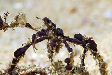 Decorator Crab, Inachidae, Dekorierkrabbe (Achaeus sp)