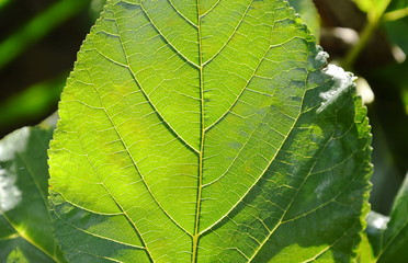 mulberry leaf on morning sunlight in garden