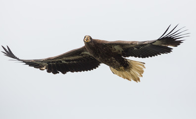 Steller Sea Eagle, Zhupanova River, Russia