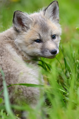 Fox cub in grass