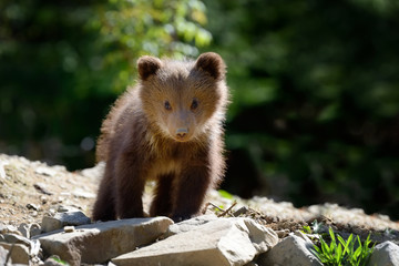 Young brown bear in the forest