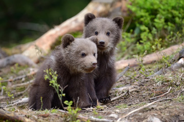 Fototapeta premium Brown bear cub