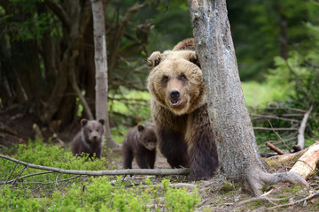 Obraz premium Brown bear and cub