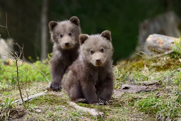 Gordijnen Brown bear cub © byrdyak