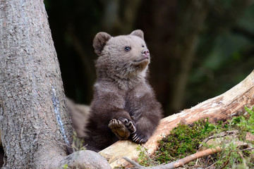 Brown bear cub