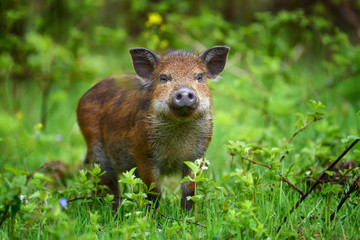 Wild boar on the forest