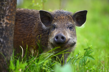 Fototapeta na wymiar Wild boar on the forest